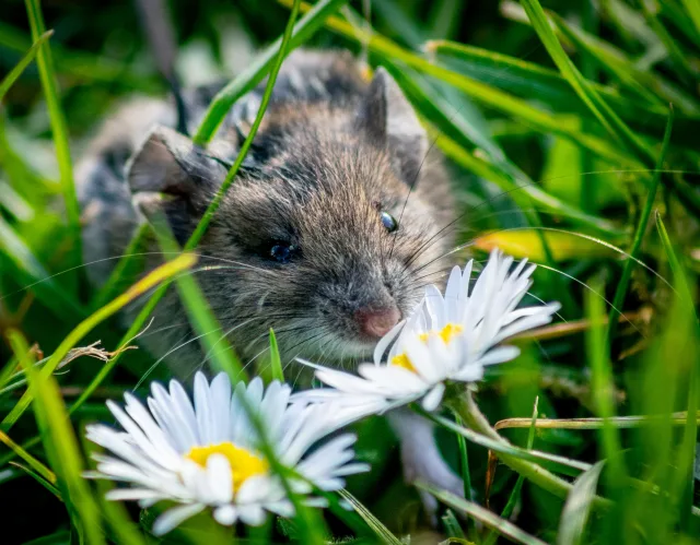 Natur