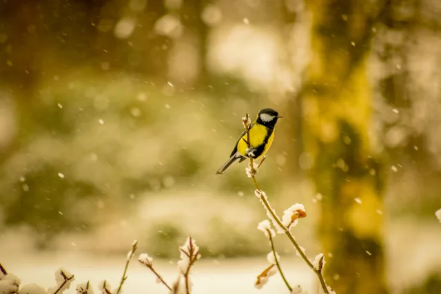 Natur