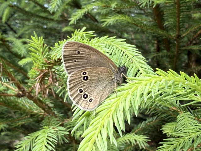 Natur